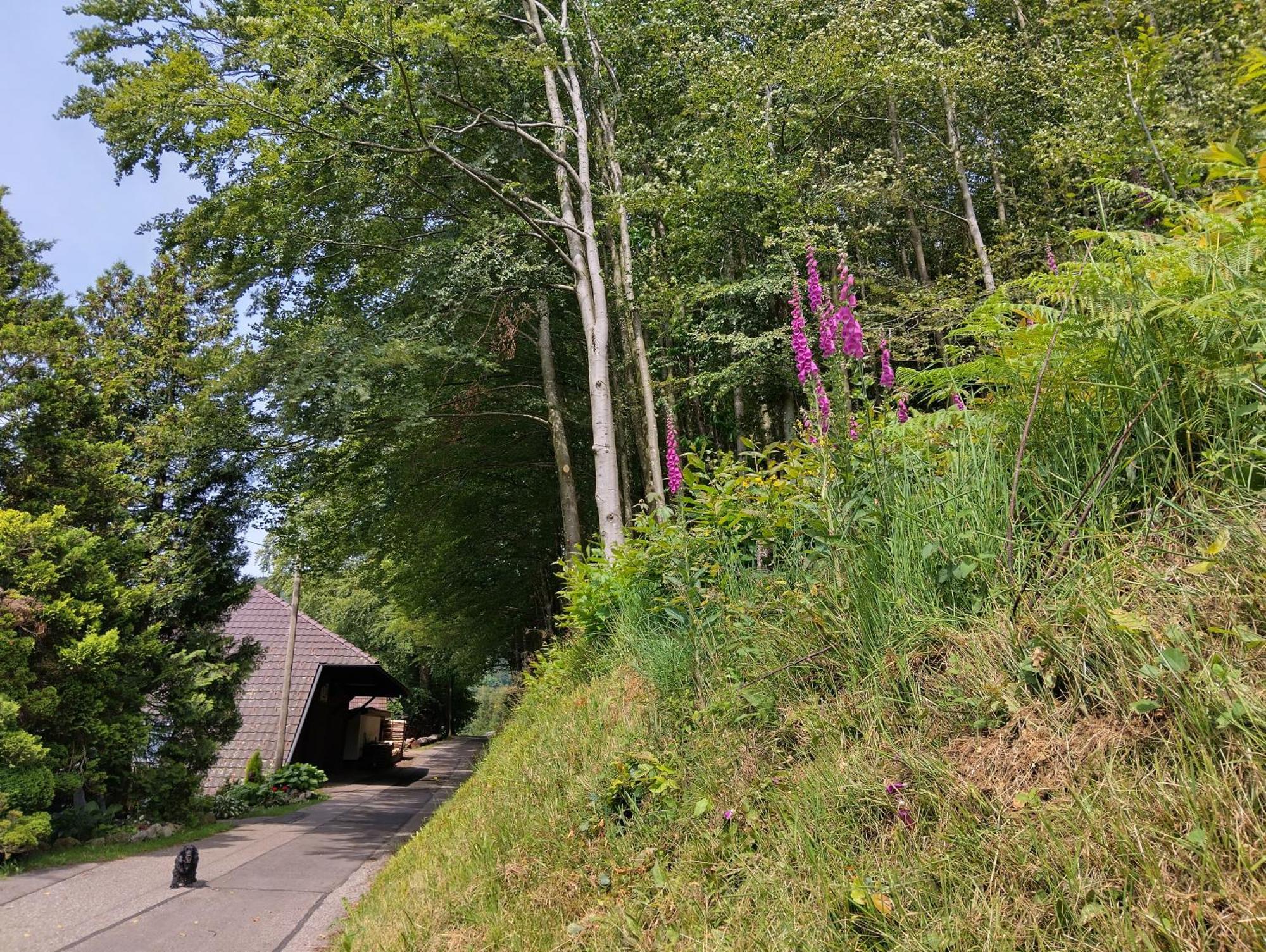 Haus "Guck - Ins - Tal" Apartment Sasbachwalden Bagian luar foto