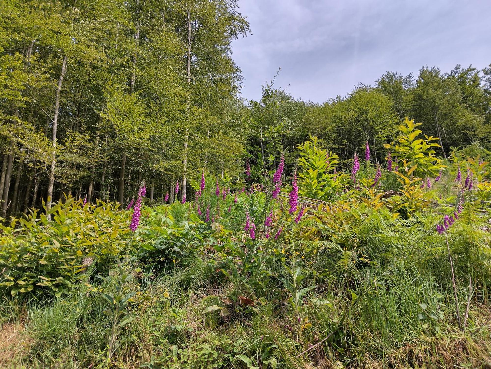 Haus "Guck - Ins - Tal" Apartment Sasbachwalden Bagian luar foto